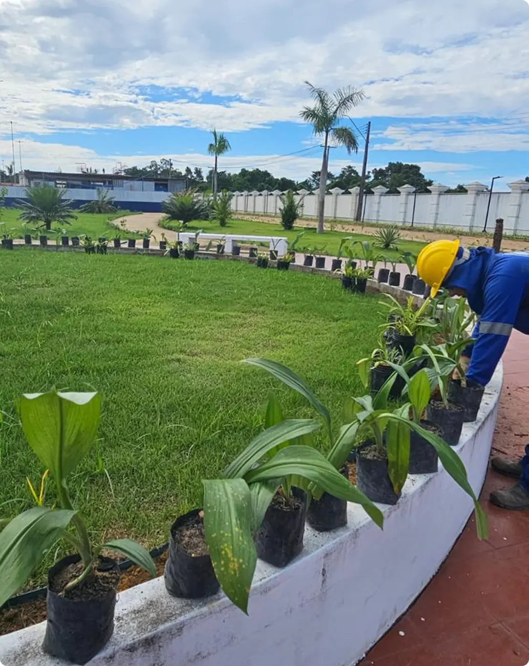 Mudas preparadas para plantio no canteiro