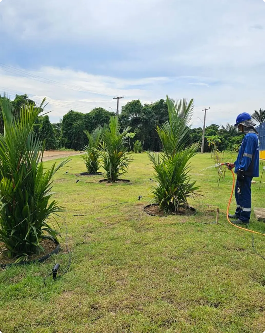 Irrigação de palmeiras recém plantadas
