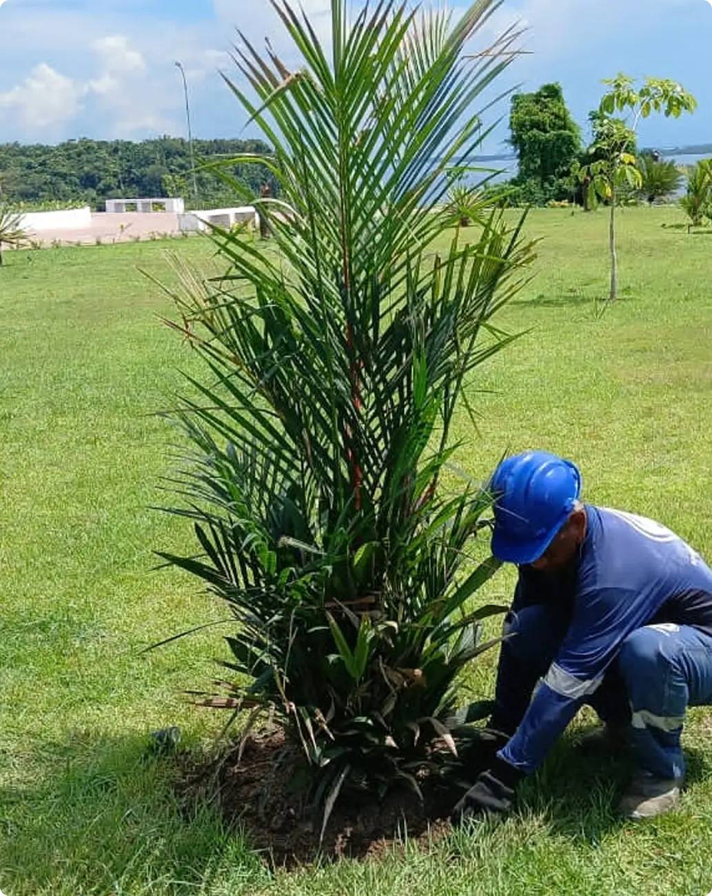 Plantio de palmeira em área paisagística